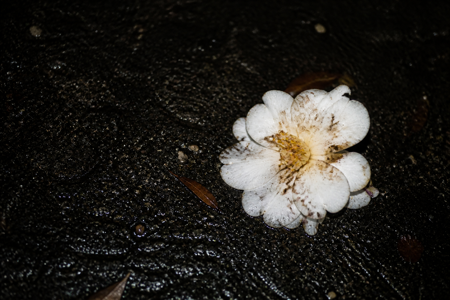 Flor seca sobre fondo oscuro, iluminada con flash